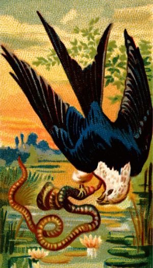 akcipitro