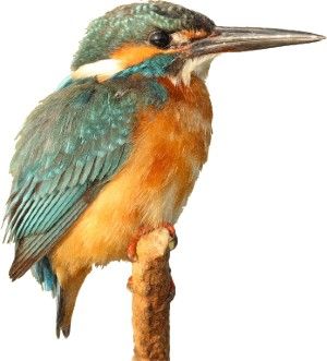 alciono