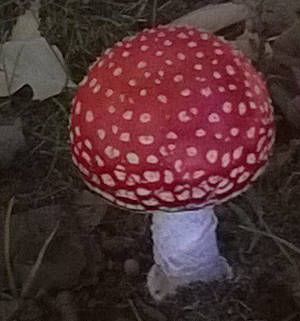 muŝamanito