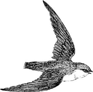 apuso