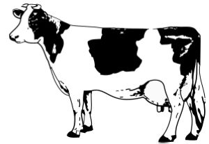 bovino