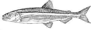 eperlano