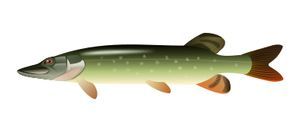 ezoko