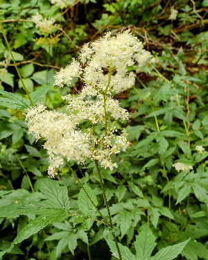 filipendulo