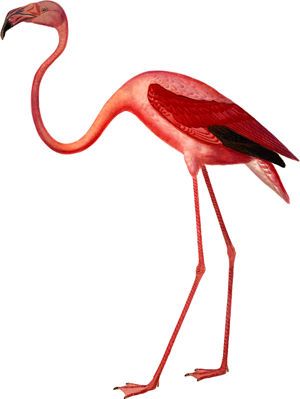 flamengo