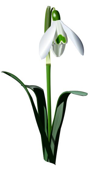galanto
