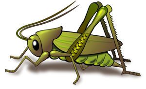 grilo