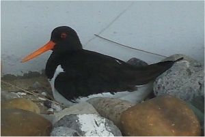 kovanta hematopo