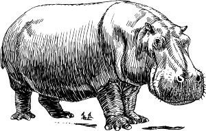hipotamo