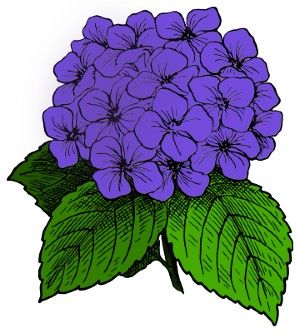 hortensio