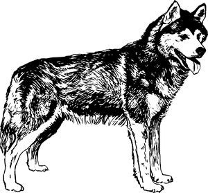 husko