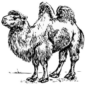 kamelo