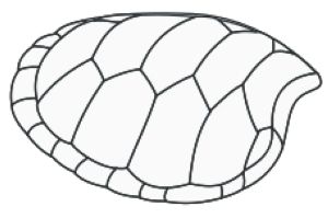 karapaco