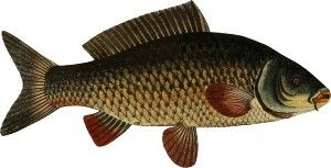 karpo