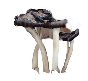 kopreno