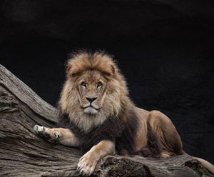 leono
