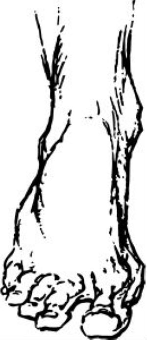 piedo