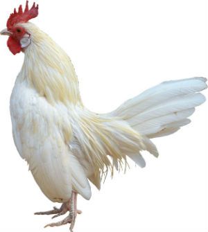 virkoko